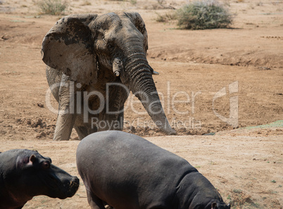 Flusspferd und Elefant im Etosha-Nationalpark in Namibia Südafrika