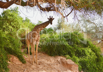 Giraffe im Etosha-Nationalpark in Namibia Südafrika