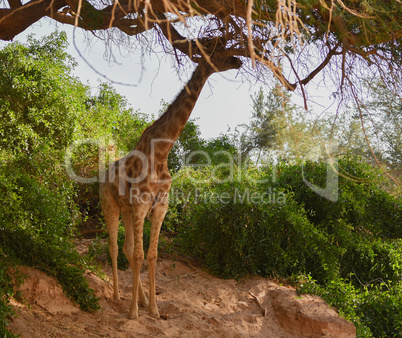 Giraffe im Etosha-Nationalpark in Namibia Südafrika