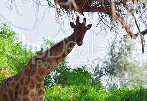 Giraffe im Etosha-Nationalpark in Namibia Südafrika