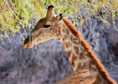 Giraffe im Etosha-Nationalpark in Namibia Südafrika
