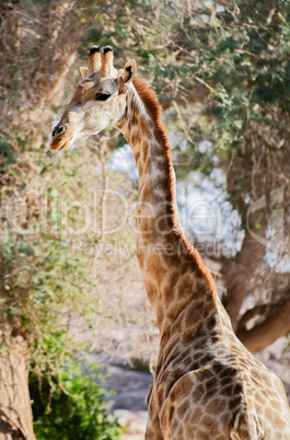 Giraffe im Etosha-Nationalpark in Namibia Südafrika