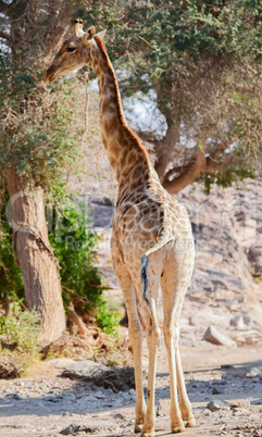 Giraffe im Etosha-Nationalpark in Namibia Südafrika