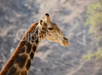 Giraffe im Etosha-Nationalpark in Namibia Südafrika