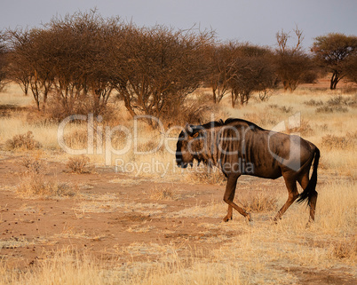 Streifengnu im Etosha-Nationalpark in Namibia Südafrika