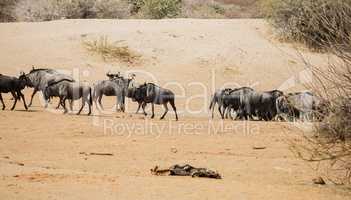 Streifengnus in Namibia Afrika