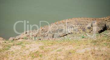 Krokodil im Etosha-Nationalpark in Namibia Südafrika