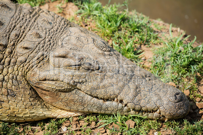 Krokodil im Etosha-Nationalpark in Namibia Südafrika
