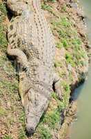 Krokodil im Etosha-Nationalpark in Namibia Südafrika