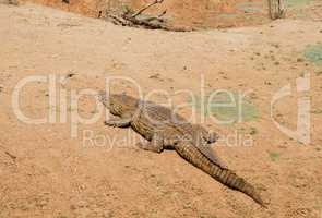 Krokodil im Etosha-Nationalpark in Namibia Südafrika