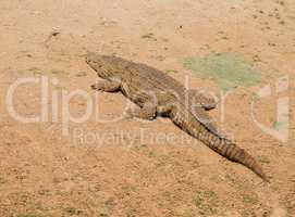 Krokodil im Etosha-Nationalpark in Namibia Südafrika