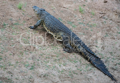 Krokodil im Etosha-Nationalpark in Namibia Südafrika