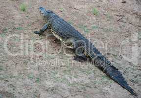 Krokodil im Etosha-Nationalpark in Namibia Südafrika