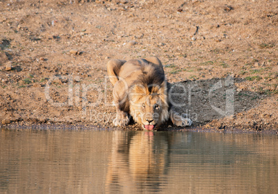 Löwe im Etosha-Nationalpark in Namibia Südafrika