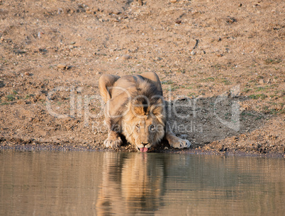 Löwe im Etosha-Nationalpark in Namibia Südafrika