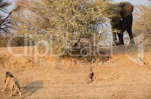 Löwe im Etosha-Nationalpark in Namibia Südafrika