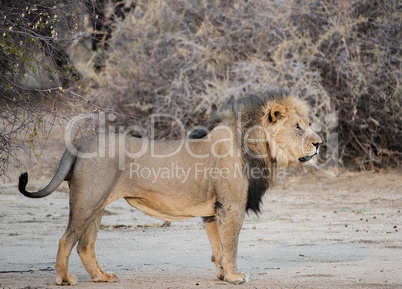 Löwe im Etosha-Nationalpark in Namibia Südafrika