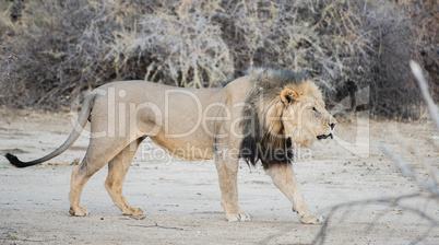 Löwe im Etosha-Nationalpark in Namibia Südafrika