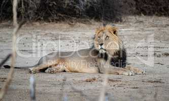Löwe im Etosha-Nationalpark in Namibia Südafrika