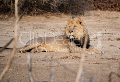 Löwe im Etosha-Nationalpark in Namibia Südafrika