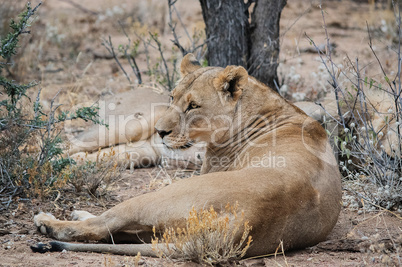 Löwe und Löwin im Etosha-Nationalpark in Namibia Südafrika