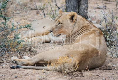 Löwe und Löwin im Etosha-Nationalpark in Namibia Südafrika