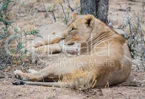 Löwe und Löwin im Etosha-Nationalpark in Namibia Südafrika