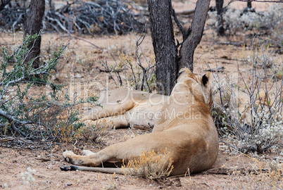 Löwe und Löwin im Etosha-Nationalpark in Namibia Südafrika Löwe und Löwin im Etosha-Nationalpark in Namibia Südafrika