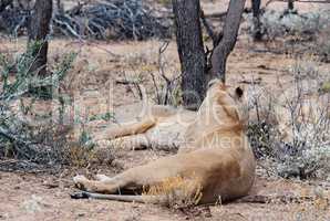 Löwe und Löwin im Etosha-Nationalpark in Namibia Südafrika