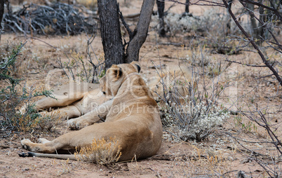 Löwe und Löwin im Etosha-Nationalpark in Namibia Südafrika