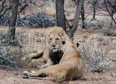 Löwe und Löwin im Etosha-Nationalpark in Namibia Südafrika