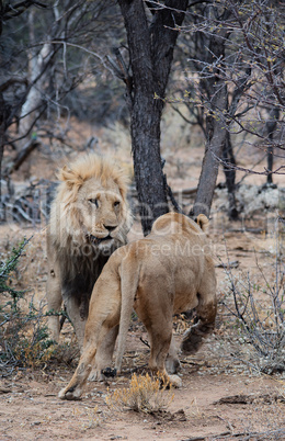 Löwe und Löwin im Etosha-Nationalpark in Namibia Südafrika