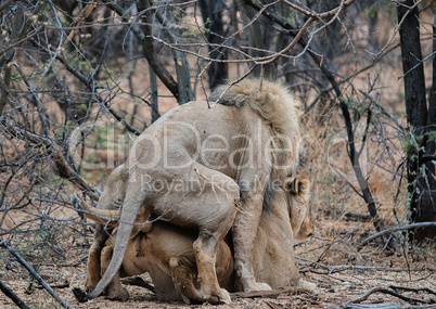 Löwe und Löwin im Etosha-Nationalpark in Namibia Südafrika