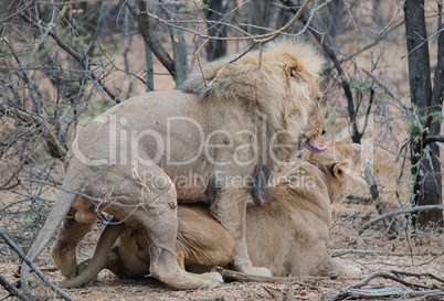 Löwe und Löwin Paaren sich im Etosha-Nationalpark in Namibia Südafrika
