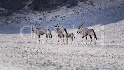 Oryxantilopen im Etosha-Nationalpark Namibia Südafrika