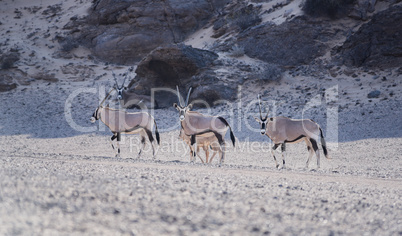 Oryxantilopen im Etosha-Nationalpark Namibia Südafrika