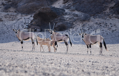 Oryxantilopen im Etosha-Nationalpark Namibia Südafrika
