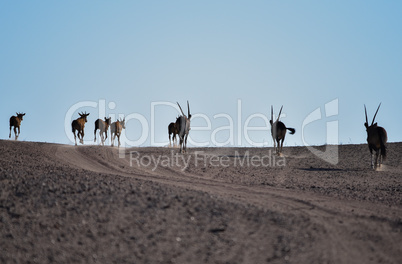 Oryxantilopen im Etosha-Nationalpark Namibia Südafrika