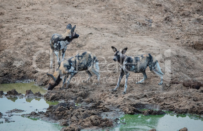 Afrikanische Wildhunde im Etosha-Nationalpark in Namibia Südafrika