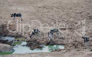 Afrikanische Wildhunde im Etosha-Nationalpark in Namibia Südafrika