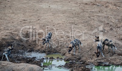 African wild dog in Etosha national park in Namibia South Africa