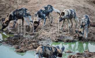 African wild dog in Etosha national park in Namibia South Africa