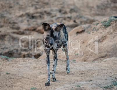 African wild dog in Etosha national park in Namibia South Africa