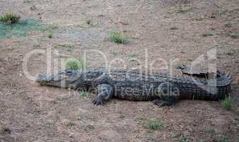 Crocodile in the Etosha National Park in Namibia South Africa