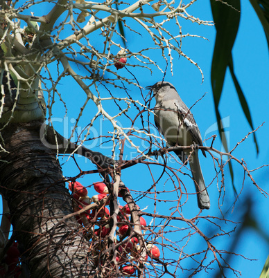 Sperrling Vogel auf der Nahrungssuche auf einer Palme