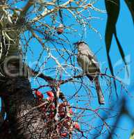 Sperrling Vogel auf der Nahrungssuche auf einer Palme