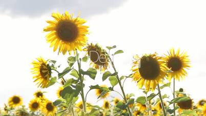 Field of sunflowers on a meadow