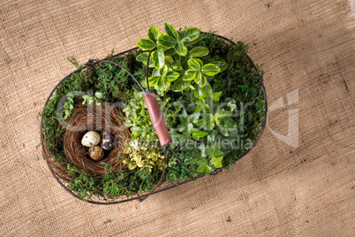 Basket with plants and eggs