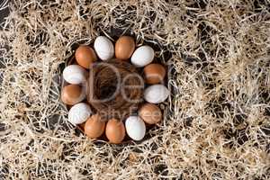 Chicken eggs and nest