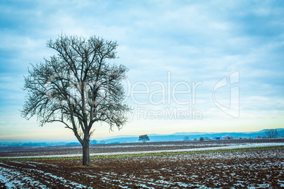 winter landscape